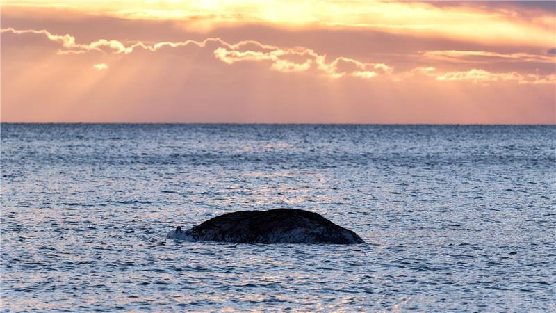 Ein toter Wal liegt vor der dänischen Insel Anholt.