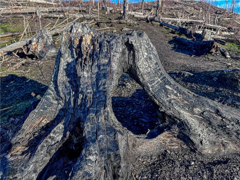 Ein verkohlter Baumstumpf.