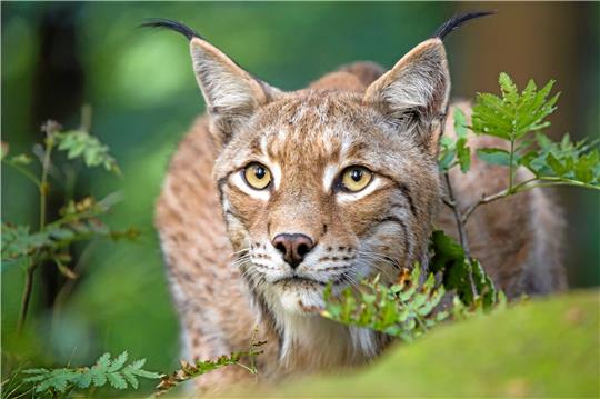 Ein verwaister Luchs streift offenbar durch Clausthal-Zellerfeld. Foto: Ole Anders/Nationalpark Harz