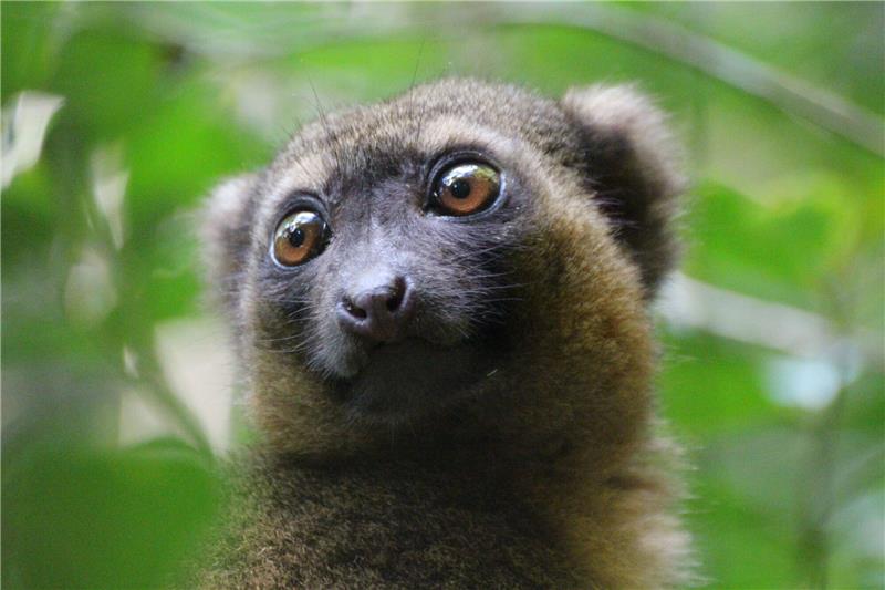 Klimakrise und Entwaldung treiben Baumprimaten auf den Boden Ein vom Aussterben bedrohter Goldener Bambuslemur (Hapalemur aureus) sitzt im Nationalpark Ranomafana im Südosten Madagaskars in einer Bambusstaude.