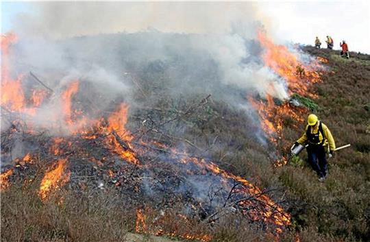 Ein vor Jahren gelegter Brand im Innerstetal hat die Verjüngung der Bergheide gefördert. Am Mittwoch und Donnerstag brennt es erneut, daher ist mit einer Rauchentwicklung an der B 242 in Höhe von Silbernaal zu rechnen. Foto: Landesforsten
