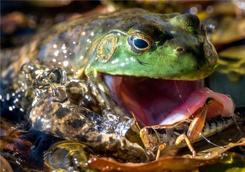 Ein wilder Ochsenfrosch schnappt nach einer Heuschrecke.