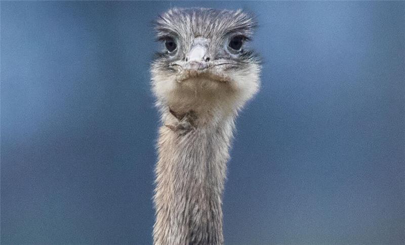 Heiningen: Nandu „Longbottom“ weiter auf der Flucht Ein wildlebender Nandu steht auf einem Acker. (Symbolbild)