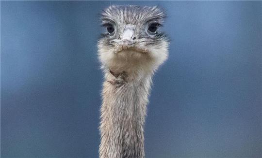 Ein wildlebender Nandu steht auf einem Acker. (Symbolbild)
