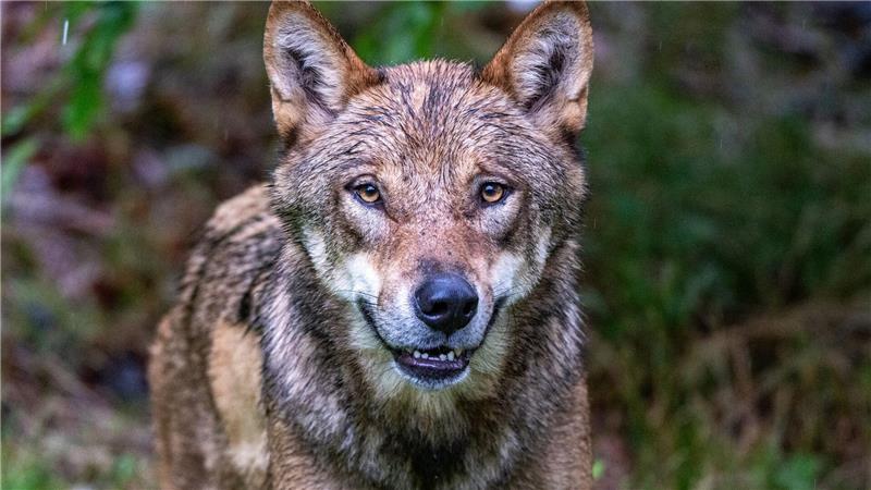 Niederlande verschärfen Warnung nach Wolfsattacke auf Kind Ein zum Abschuss freigegebener Problemwolf hat in den Niederlanden nach Überzeugung der Behörden ein Kind angegriffen und weggeschleift (Symbolbild).