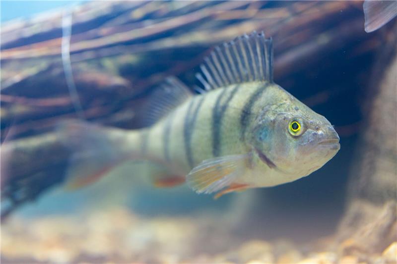 Studie: Lebensräume schaffen sinnvoller als Fisch-Einsatz Ein Barsch schwimmt in einem Baggersee.