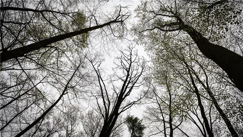 Eine 15-Jährige wird tot im Wald bei Göttingen gefunden. Nun erhärtet sich der Verdacht, dass eine Sozialarbeiterin für das Verbrechen verantwortlich ist. 