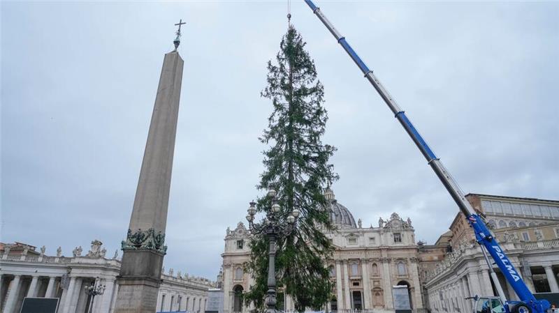 Eine 29 Meter hohe Rotfichte aus dem Dorf Ledro in den Dolomiten wird auf dem Petersplatz aufgestellt.