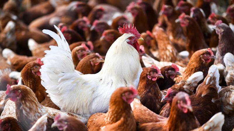 Erstmals Todesfall mit Vogelgrippe-Virus Typ H5N2 gemeldet Eine 59 Jahre alte Person sei in Mexiko-Stadt am 25. April nach einer Infektion mit dem Virus A(H5N2), einem Vogelgrippe-Subtyp, gestorben, heißt es in einer Mitteilung der WHO.
