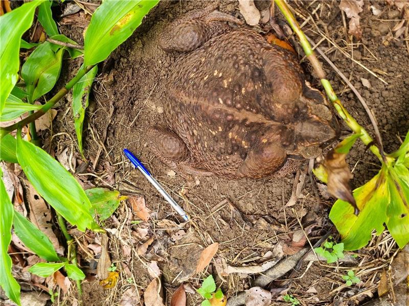 So schwer wie ein Baby: Monster-Kröte in Australien entdeckt Eine Aga-Kröte («Cane Toad») im Conway National Park in der Whitsunday-Region im Norden Queenslands Sie wurde «Toadzilla» getauft.