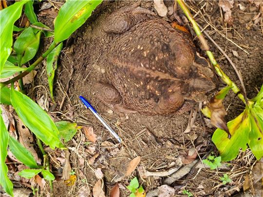 Eine Aga-Kröte («Cane Toad») im Conway National Park in der Whitsunday-Region im Norden Queenslands Sie wurde «Toadzilla» getauft.