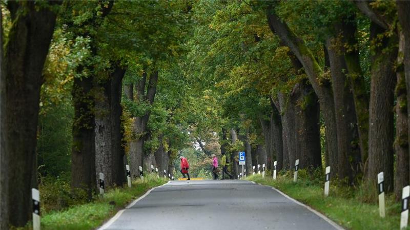 Experten sorgen sich um Deutschlands Alleen Eine Allee hat zu jeder Jahreszeit einen anderen Reiz.