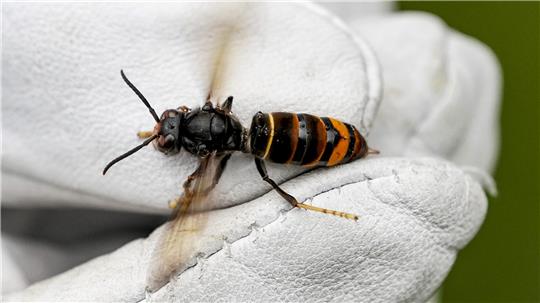 Eine Asiatische Hornisse wird von einem Biologen mit einem Handschuh gehalten. Die Tiere verbreiten sich in Deutschland in hohem Tempo. Sie gelten als Gefahr für Honigbienen.