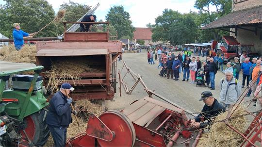 Historische Dreschmaschine in Betrieb auf einem Bauernhof mit Zuschauern und mehreren Personen, die Stroh mit Gabeln bewegen.
