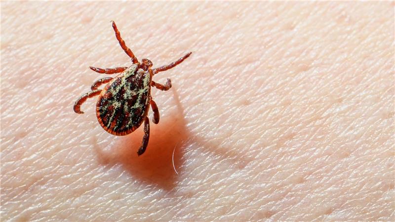 Eine Auwaldzecke (Dermacentor reticulatus) kann FSME übertragen. (Archivbild) 