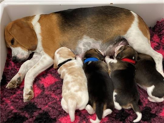 Eine Beagle-Mutter säugt ihre Welpen. Hundemamas erkennen ihren eigenen Nachwuchs am Gewimmer.