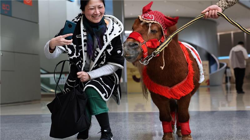 Eine Besucherin macht Bilder von einem Shetlandpony in einer Ausstellung zu Pferden in Geschichte und Kultur im chinesischen Shanghai.