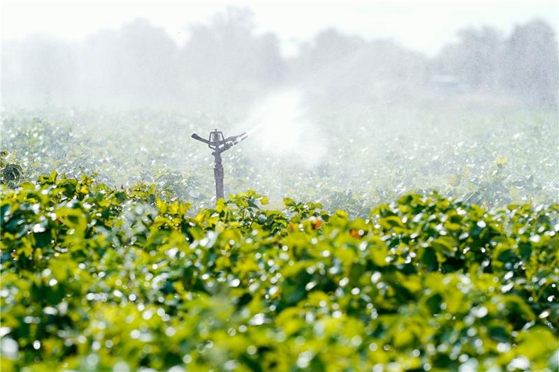 Dürren: Landwirte müssen vermehrt für Wasser zahlen Eine Bewässerungsanlage versprüht Wasser auf einer Ackerfläche bei Beindersheim in Rheinland-Pfalz.