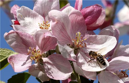 Eine Biene bedient sich im mecklenburgischen Gnoien an einer Apfelblüte.
