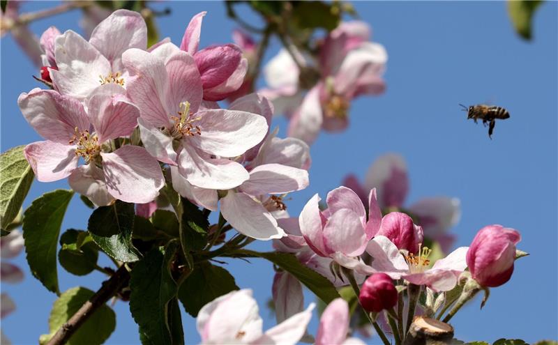 Eine Biene fliegt die Apfelblüten in Mecklenburg-Vorpommern an.