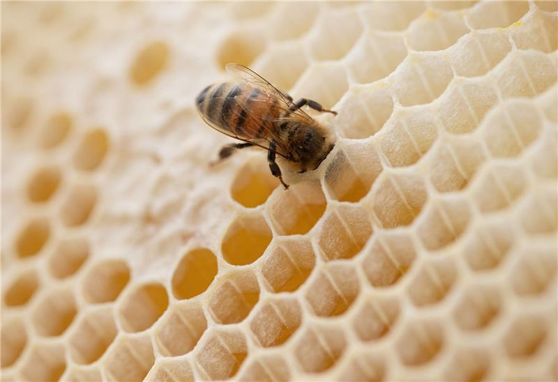 Honigernte fällt gut aus Eine Biene steckt ihren Kopf in den Hohlraum einer Bienenwabe.