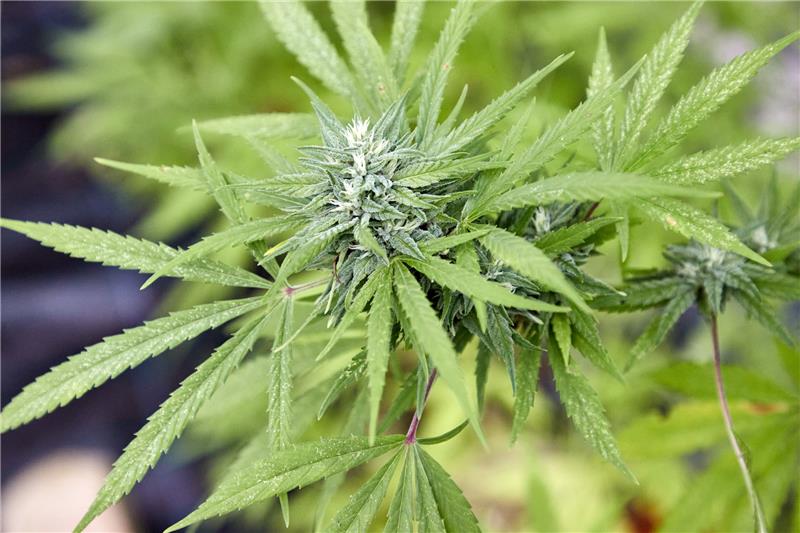 Cannabis-Legalisierung ab April: Das denken die Goslarer Eine Cannabispflanze, aufgenommen beim Erntefest des Cannabis Social Club Hamburg in einem Gewächshaus der Gärtnerei Jersbek. Foto: Georg Wendt, picture alliance/dpa