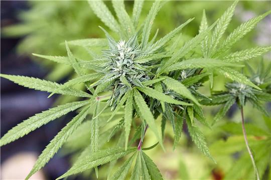 Eine Cannabispflanze, aufgenommen beim Erntefest des Cannabis Social Club Hamburg in einem Gewächshaus der Gärtnerei Jersbek. Foto: Georg Wendt, picture alliance/dpa