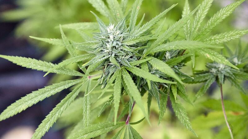 Hohe Nachfrage nach Anträgen für Cannabis-Anbauvereinigungen Eine Cannabispflanze, aufgenommen beim Erntefest des Cannabis Social Club Hamburg in einem Gewächshaus der Gärtnerei Jersbek.