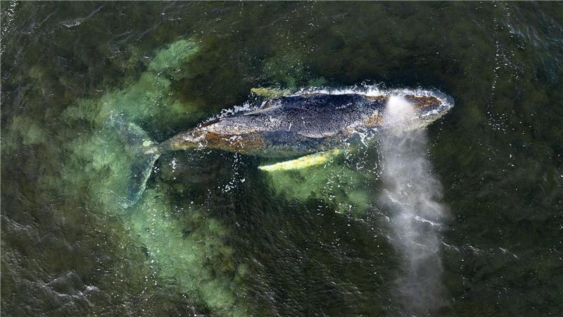 Ostsee-Buckelwal sitzt wieder fest Eine Drohnenaufnahme herausgegeben von Greenpeace zeigt den Buckelwal in der Wismarbucht.