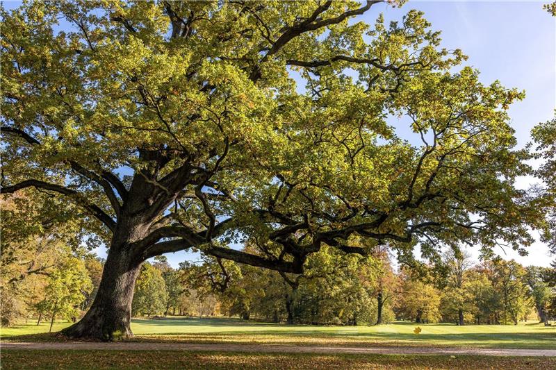 Tag des Baumes: Wie steht es um unseren grünen Freund? Eine Eiche «reckt» im Fürst-Pückler-Park in Bad Muskau einen langen Ast über eine Wiese. Auf jeden Menschen in Deutschland kommen geschätzt ganz grob 1000 Bäume.