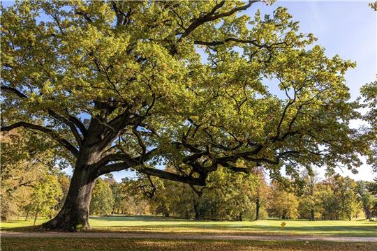Eine Eiche «reckt» im Fürst-Pückler-Park in Bad Muskau einen langen Ast über eine Wiese. Auf jeden Menschen in Deutschland kommen geschätzt ganz grob 1000 Bäume.