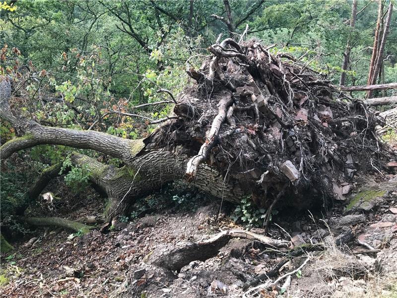 Hitze und Trockenheit: Immer wieder fallen Laubbäume um Eine Eiche wurde durch einen Sturm umgeworfen und liegt in einem Waldstück.