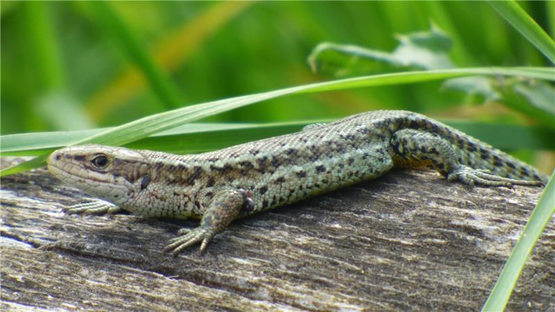 Eine Eidechse krabbelt über das Werla-Gelände.