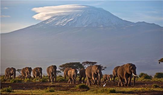 Eine Elefantenherde streift bei Sonnenaufgang im Amboseli-Nationalpark über eine Ebene.