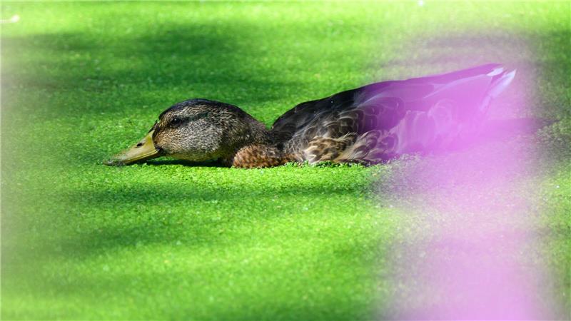 Bilder des Tages Eine Ente in der Entengrütze