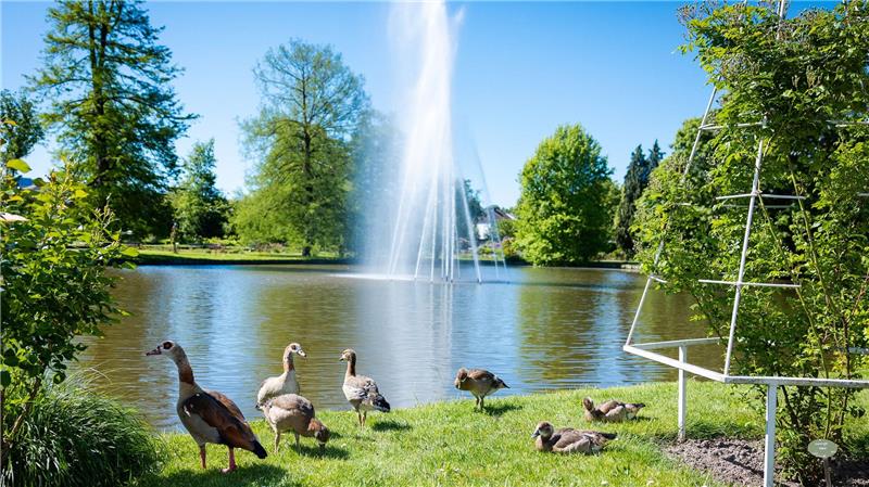 30-Grad-Marke erstmals in diesem Jahr geknackt Eine Entenfamilie sicherte sich einen sonnenreichen Platz im Rosengarten im rheinland-pfälzischen Zweibrücken.