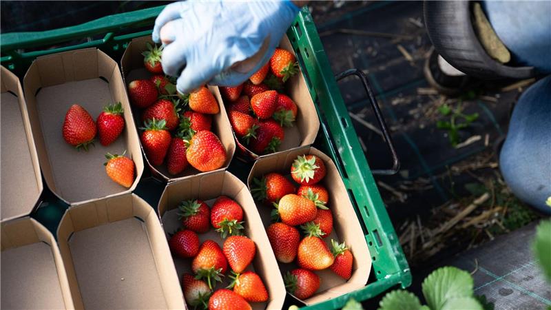In Niedersachsen werden die ersten Erdbeeren gepflückt Eine Erntehelferin legt Erdbeeren in Schalen.