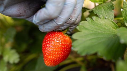 Eine Erntehelferin pflückt Erdbeeren.