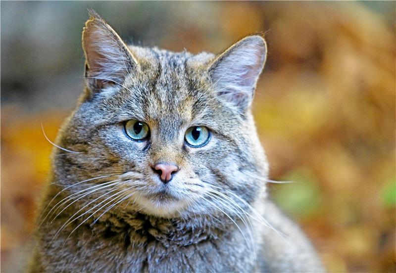 Eine Europäische Wildkatze (Felis silvestris silvestris): Über die wird Annett Jerke am kommenden Dienstag einen Vortrag halten. Foto: Pleul/dpa