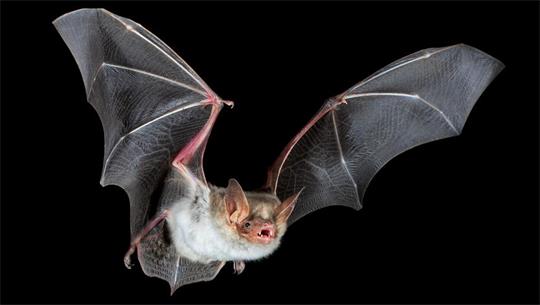 Eine Fledermaus der Art "Großes Mausohr" im Flug.