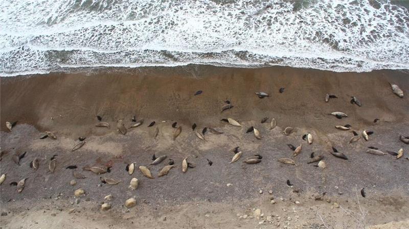 Vogelgrippe breitete sich unter See-Elefanten aus Eine Forscherin denkt, dass es Jahrzehnte dauern könnte, bis es wieder so viele See-Elefanten wie 2022 gibt. Hier ist ein gesunder Harem von damals zu sehen.