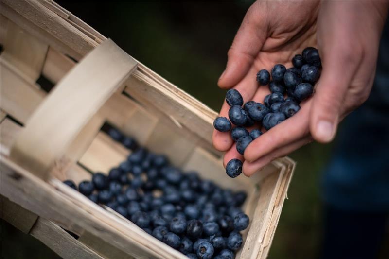 Zuwachs bei Beerenernte in Niedersachsen Eine Frau erntet Heidelbeeren auf einem Feld.
