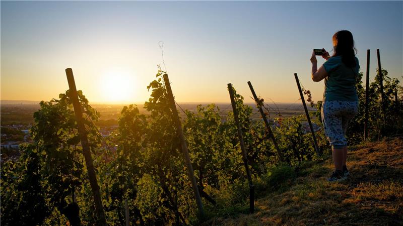 Bilder des Tages Eine Frau fotografiert in einem Weinberg die untergehende Sonne.