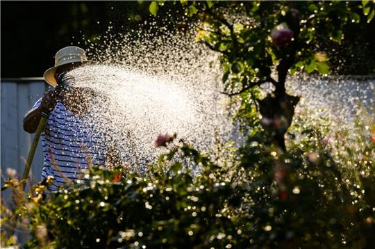 Eine Frau gießt mit Wasser aus einer Grundwasserpumpe ein Blumenbeet.