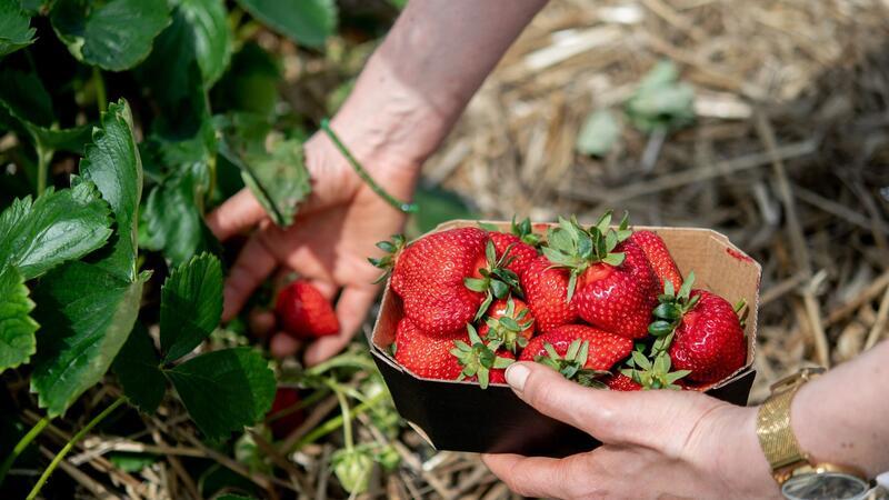 Erdbeeren für Selbstpflücker früher als in Vorjahren Eine Frau hält auf einem Feld eine Schale Erdbeeren in den Händen.