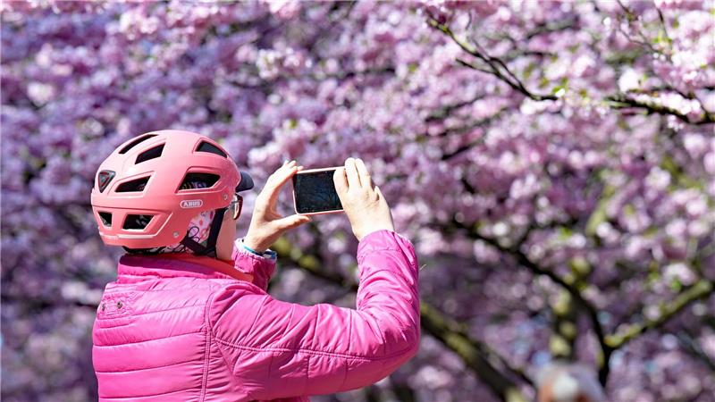 Eine Frau macht Fotos von den Kirschblüten im Olympiapark in München. 