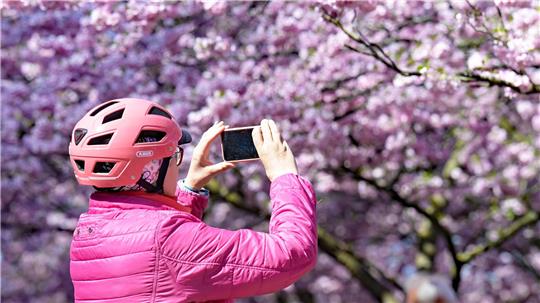 Eine Frau macht Fotos von den Kirschblüten im Olympiapark in München. 