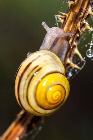 Eine Garten-Bänderschnecke.