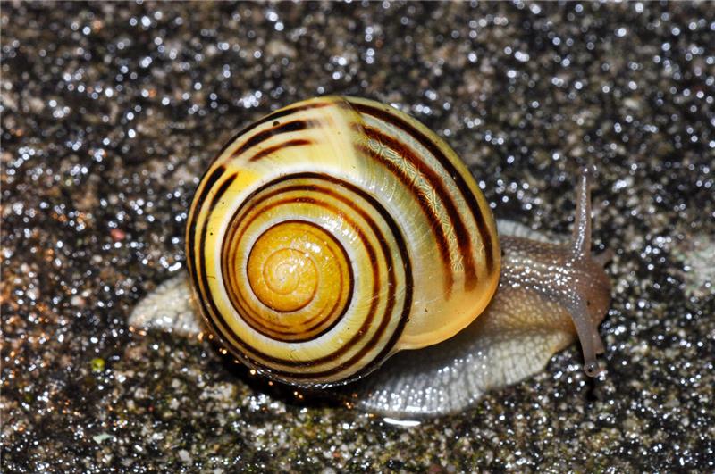 Eine Gartenbänderschnecke.
