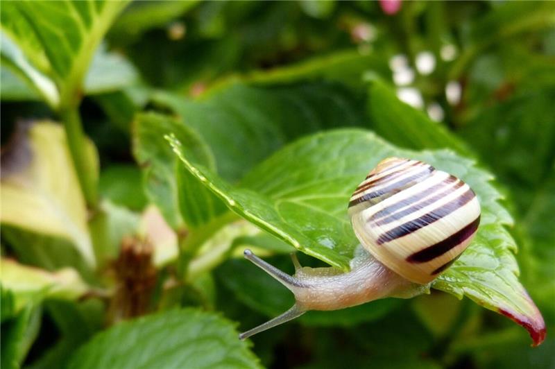 Eine Gartenbänderschnecke.